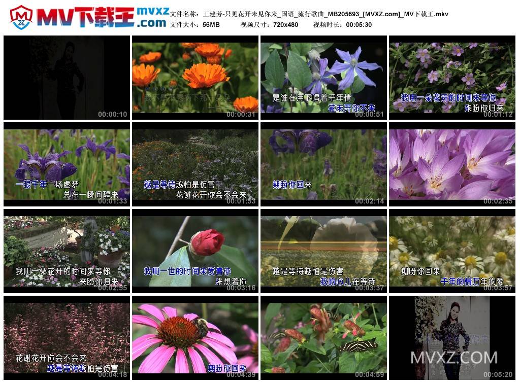 王建芳-只见花开未见你来_国语_流行歌曲_MB205693